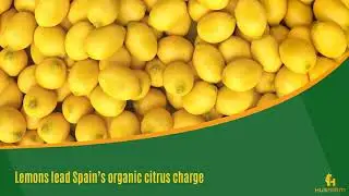 Lemons lead Spain&rsquo;s organic citrus charge