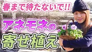 【早春の寄せ植え】“今”楽しめる！アネモネを使った可愛すぎる寄せ植えを作りました♪【初心者向け】【ガーデニング】【園芸チャンネル】