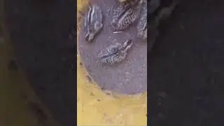 New Baby born black partridge #shorts #viral #trending #funny #SummerOfShorts