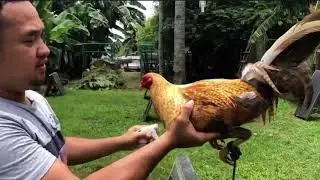 Bulik Gold - Throwback sa pinas | The best talaga philippines.