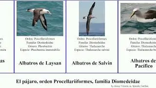 El p&aacute;jaro, orden Procellariiformes, familia Diomedeidae albatros las del bird pico gris albatross