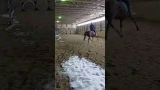 GRM Funquest Aunt Peg Funquest morgan mare for sale