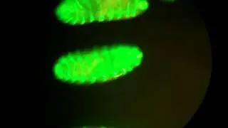 Drosophila larvae expressing en-GFP