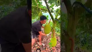 kathal ka ped
