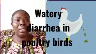 WATERY DIARRHEA IN POULTRY BIRDS