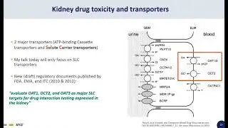 Renal Solute Carrier (SLC) Transporters