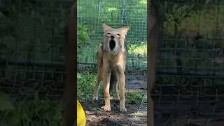What does the African Jackal say?