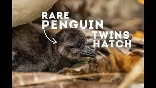Rare Penguin Chicks Hatch | World of Animals