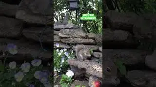 Cat TV Videos for cats to watch squirrels. #squirrel #cattv #videosforcatstowatch #crittercam