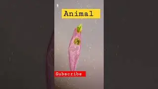 Microorganisms 🦠🧫 #microorganism #microworld #shorts #video #animal #biology