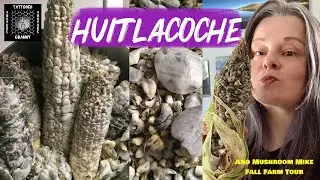 🔥Гриб | Уитлакоче | Кукурузные головневые грибы🔥#гриб, #грибы, #выращиваниегрибов