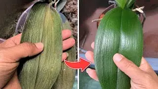 3 How to Revive Any Dying Orchid with One Simple Trick (100% survival rate)