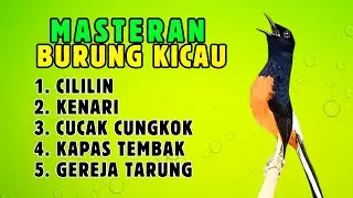 316 🔴 LIVE MURAI BATU MASTERAN CILILIN KENARI JENGGOT CUNGKOK KAPAS TEMBAK || MURAI JUARA