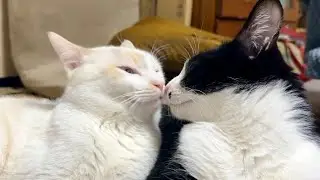 ちゅ🫣