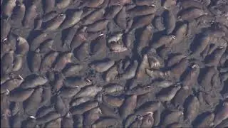 Pacific Walrus Herds #amazing #wildlife #shortsfeed