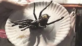 The growing business of edible insects