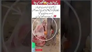 Strange Wedding Tradition#WeddingTradition #Bride #Culture #Customs #Reality #Viral