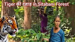 बाघ की दहाड़ | Tiger Roars Heard In Forest Sitabani | Tiger Reserve Jim Corbett Uttrakhand |