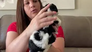 Trix&rsquo;s F2 Mini Bernedoodles 4 weeks old