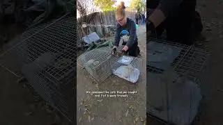 Trap-Neuter-Return Saves Lives! #tnr #savinganimals