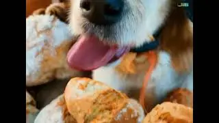 I will not eat this bread #bread #breadmaking #dogs #doglovers