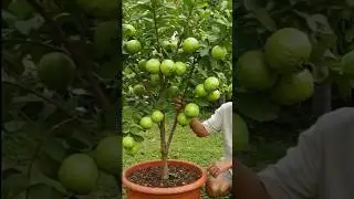 🍈 