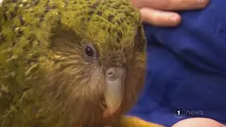 Large number of kākāpō infected with respiratory disease nearing full recovery