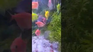 cute fish collection
