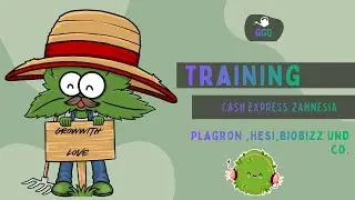 Grow Box steht Cash Express 1 und 2 Zamnesia Training beginnt Calmag ist drin Action im Garten