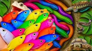 Find beautiful aquarium fish in colorful little house.turtle,frog,eel,betta,koi,sailfish,banana fish