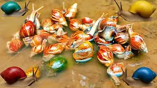 Hunting snail, catching snail, menemukan siput, bekicot, keong, kaki seribu, cacing, keong mas