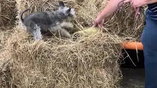 Smidgin : Barn Hunt Instincts in Action | Senior Dog Working with Purpose | Smidgin & Company Inc.