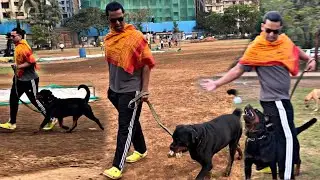 Rottweiler Hold Goat Skin In Mouth & Growling Like Tiger | Rottweiler Running Exercise | Day-548