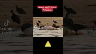 Se nos seca el AMAZONAS. #sequia #cambioclimatico #desastresnaturales #amazonas #viral
