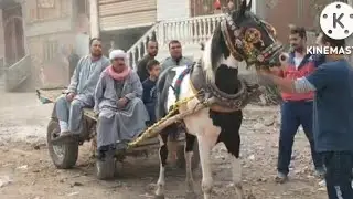 اقوى خيل جر فلسطيني هتشوفه على اليوتيوب 👊👊