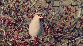 Winter Waxings eating berries | Winterwatch 2025