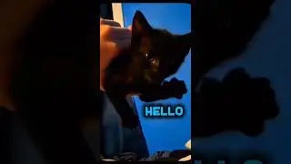 Cat saying hello #cat #catlover #catshorts #cats #kitten #cute #love #hope #hopecore #fyp #foryou