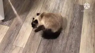 Cat goes crazy after smelling a leaf