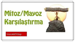 Mitoz Mayoz Karşılaştırma #sayfa130