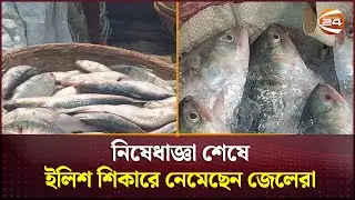 নিষেধাজ্ঞা শেষ হতেই নদীতে জেলেরা | Chandpur | Hilsha Ilish | Channel 24