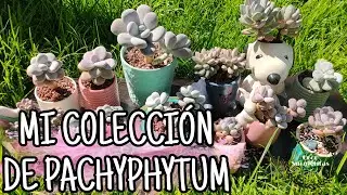 MIS PACHYPHYTUMS FAVORITOS
