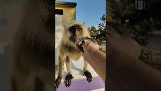 When a Monkey Holds Your Hand 🥹