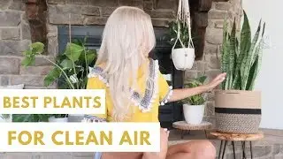 BEST HOUSE PLANTS 🌱 For Clean Air (Best Indoor House Plants for Fresh Air & Oxygen)