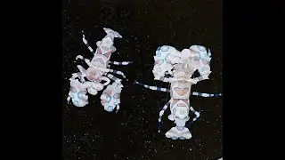 Harlequin Shrimp is Missing In Action } Euphyllia Torch Coral