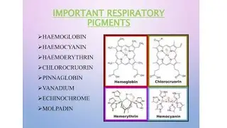 respiratory pigments in different living organisms #mdcat #zoology #xi