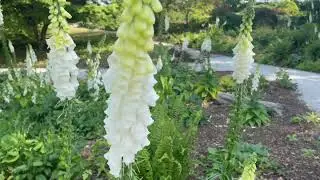 Foxglove 'Dalmatian White' | Digitalis