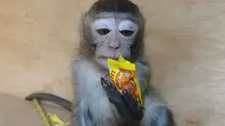 Monkey boy trying to open a plastic candy
