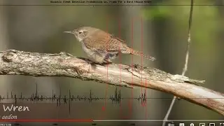 Audio signature analysis example of house wren probability of detection