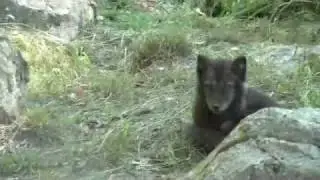 Eifuchs, arktisches Fellkn&auml;uel