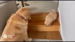 dog mom teaches puppy
